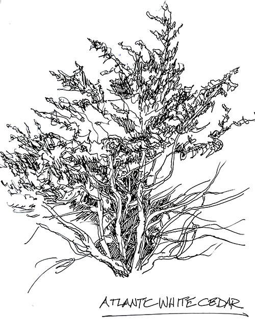 Pencil drawing by Scott Wright